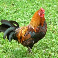 hahn gockel huhn kikeriki federvieh federkleid hähnchen hühnchen chicken bokbokbok