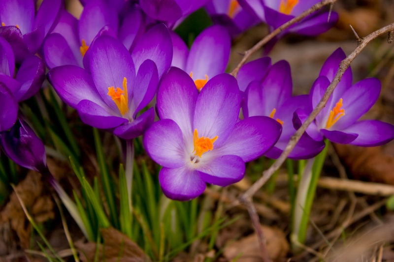 Krokusblüten. Foto: Dirk Paeschke, www.kostenlos-fotos.de