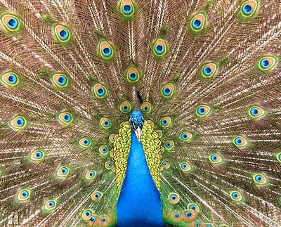 Close-up Of A Colorful Peacock by Benjamin Miller
