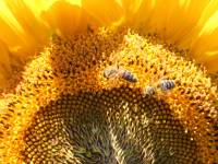 Sonnenblumen, Fotograf: Anton Prock